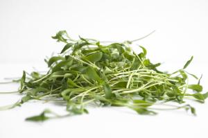 Microgreen Coriander